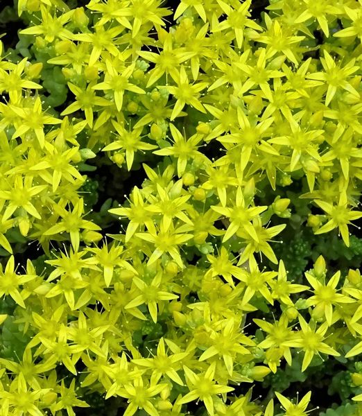 Sedum acre 'Aureum'